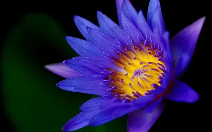 عکس گل طبیعی نیلوفر آبی یک گیاه زینتی مناسب باغ و پارک