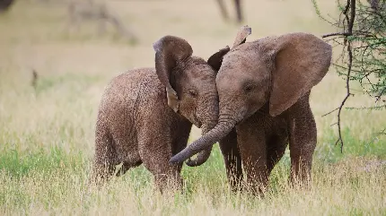 تصویر زمینه ی با کیفیت فیل های در حال بغل کردن یکدیگر 