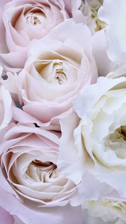 والپیپر گل رز سفید با هاله های صورتی کمرنگ مخصوص گوشی