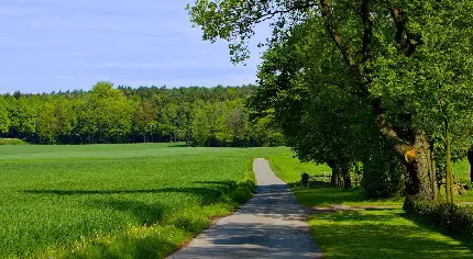 والپیپر جاده جنگلی در تابستان با تم سبز زندگی بخش مخصوص علاقمندان طبیعت