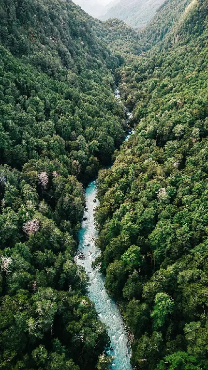 عکس رودخانه وسط جنگل با انبوهی از درختان سبز و باطروات