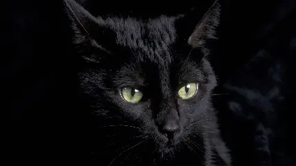 به روز ترین پس زمینه گربه سیاه وحشی با کیفیت بسیار بالا