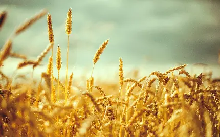 عکس پس زمینه گندم زار و کشتزار بزرگ طلایی رنگ با کیفیت بالا