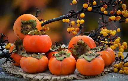 عکس های انواع خرمالو میوه خوشرنگ و زیبای پاییزی با کیفیت بالا