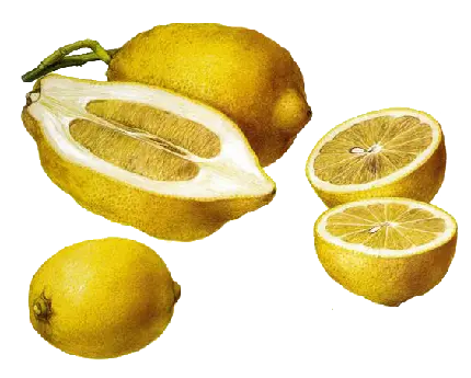 عکس دیدنی و جالب از لیموی خراب شده با کیفیت بالا 