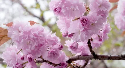 تصویر بسیار زیبا و جالب از شکوفه بنفش رنگ درخت هلو