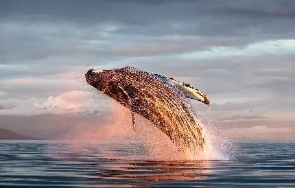 عکس نهنگ کوهان دار در حال شیرجه زدن روی آب با کیفیت عالی