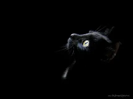 عکس گربه سیاه و مشکی برای پروفایل واتساپ و شاد و تلگرام