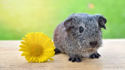  عکس خارق العاده از خوکچه هندی در کنار گل زرد 