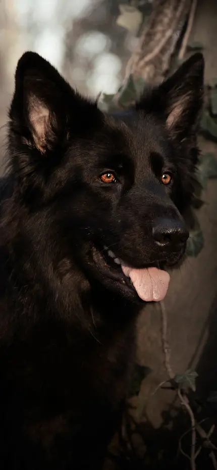 والپیپر سگ ژرمن شپرد سیاه با چشمان خوشرنگ و گوش های بزرگ