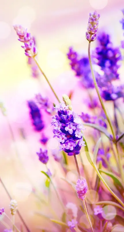 والپیپر جذاب گل اسطوخودوس از نمای نزدیک برای بک گراند گوشی