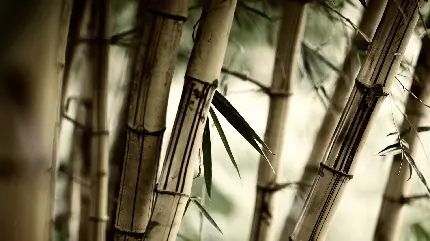 عکس درخت بامبو قهوه ای از نزدیک فول اچ دی full HD 