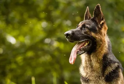 عکس پروفایل سگ ژرمن شپرد در گرمای طاقت فرسا تابستان