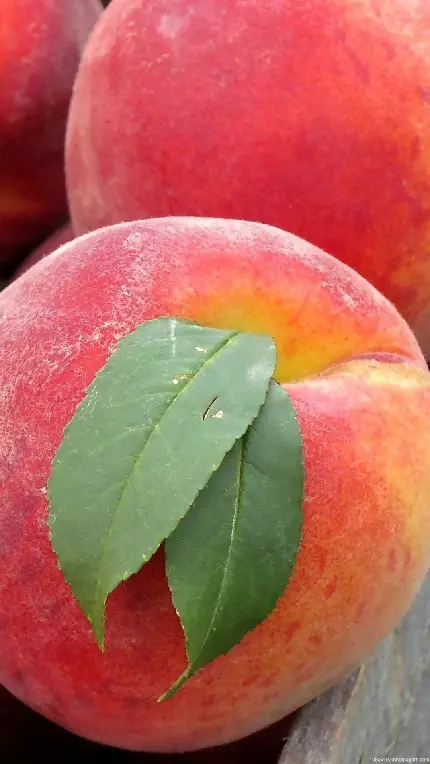 جدید ترین عکس از نزدیک میوه هلو شیرین و مرغوب در کیفیت 5k