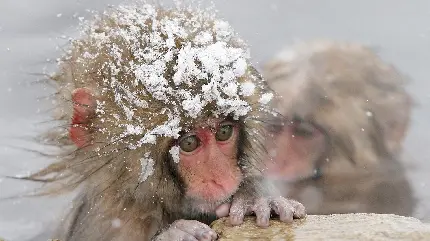 بک گراند کیوتچه از بچه میمون گوگولی در زمستان برفی 
