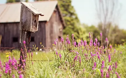 پروفایل منظره دلنشین در فصل تابستان با گیاهان اسطوخودوس معطر و خوشرنگ