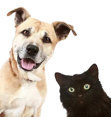 تصویر گربه و سگ کنار هم پی ان جی PNG بدون تصویر زمینه 