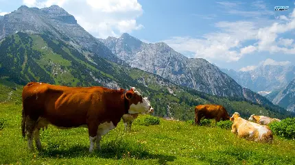دانلود عکس زمینه گاو های قهوه ای زیبا در طبیعت بکر و دیدنی
