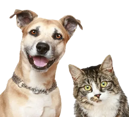 عکس سگ و گربه کنار هم PNG پی ان جی بدون پس زمینه 