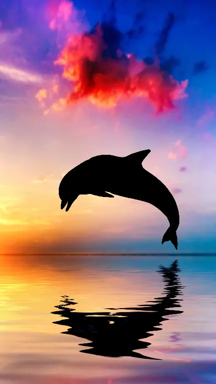 بک گراند سیلوئت غروب دریا با دلفین ویژه زمینه اپل و سامسونگ
