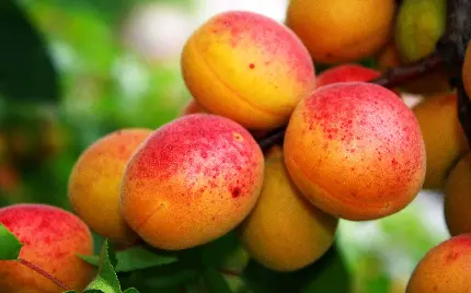 جدید ترین تصویر میوه هلو زیبا و سالم روی درخت در فصل تابستان