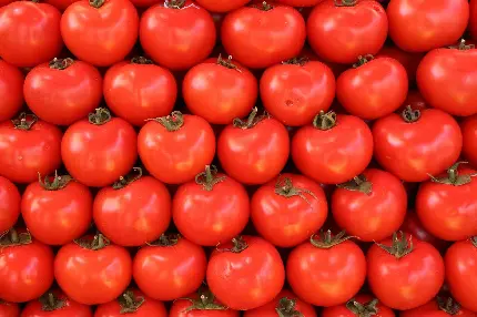 عکس استوک قرمز ساده گوجه فرنگی های تازه و شاداب برای چاپ