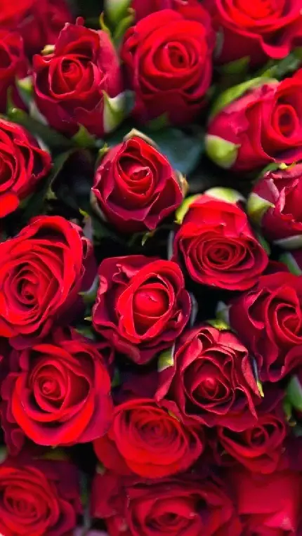 بک گراند گل های رز قرمز شاداب و سرحال با کیفیت بالا 
