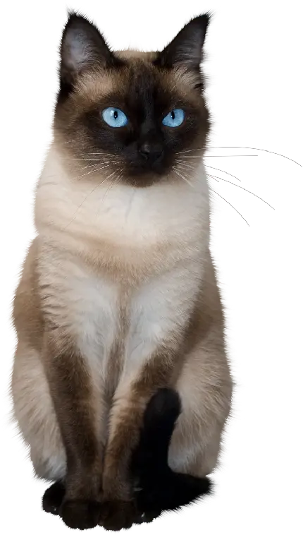  تصویر پی ان جی گربه از نژاد سیامی با صورت مشکی و بدن سفید