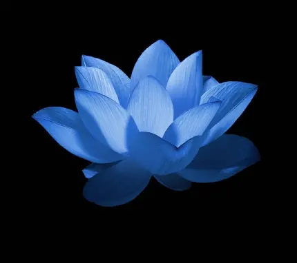 دانلود عکس گلبرگ های آبی گل نیلوفر آبی با زمینه مشکی