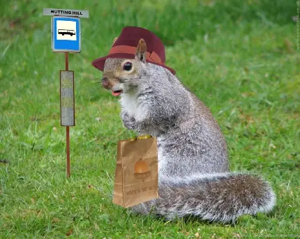 دانلود عکس خیلی خوشگل از سنجاب با کلاه قهوه‌ای 