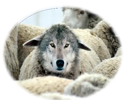 عکس منحصر به فرد از گرگ در بین گله گوسفند با کیفیت عالی 