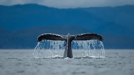 پس زمینه نهنگ کوهان دار در حال شیرجه به داخل آب اقیانوس 