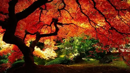 دانلود عکس درخت افرا سلطنتی با برگ های قرمز آتشین