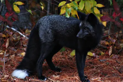 تصویر و عکس استوک روباه سیاه در آستانه انقراض با کیفیت بالا