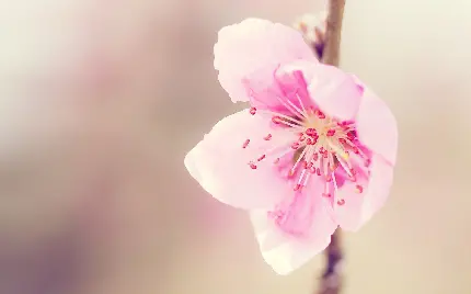 بکگراند منحصر به فرد و زیبا از شکوفه قشنگ از درخت هلو