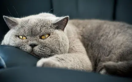 عکس با کیفیت گربه بریتیش شورت هیر اخمالو در حال استراحت