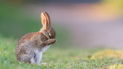 عکس استوک فوق‌العاده از خرگوش وحشی نژاد اروپایی  