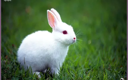 دانلود عکس زمینه خرگوش کوچولو چشم قرمز با خز های سفید