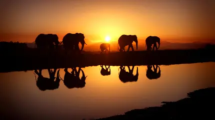 بک گراند از کویر و غروب آفتاب با فیل های عظیم جثه 