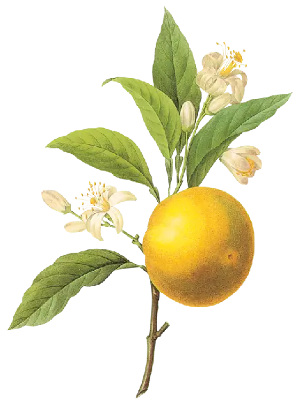 دانلود عکس png لیمو شیرین تازه و خوشمزه