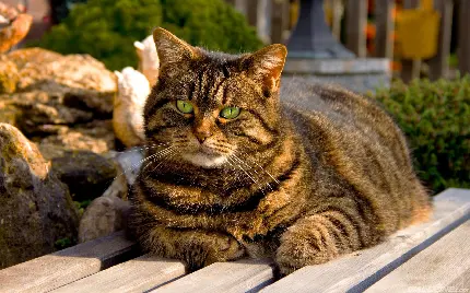 خرید گربه چین چیلا