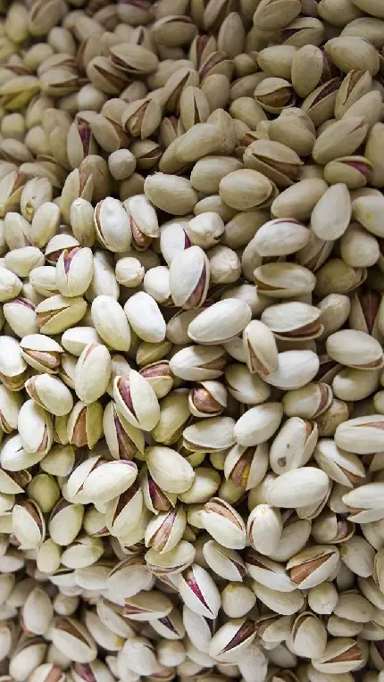 عکس برای پروفایل شب یلدا