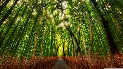 رویایی ترین تصویر از درختان بامبو‌ نماد کشور چین 