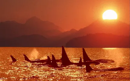عکس زیبا از نهنگ های قاتل اورکا در زمینه غروب دریا