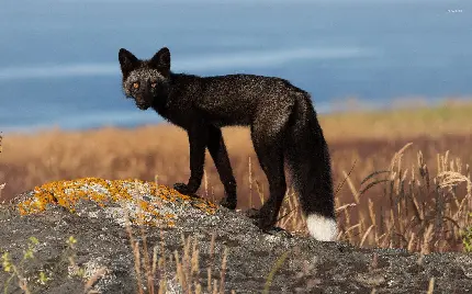 دانلود عکس کمیاب و دیدنی از روباه سیاه و مشکی در دامان طبیعت