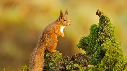 عکس سنجاب بامزه خوشگل با بهترین کیفیت برای تصویر زمینه