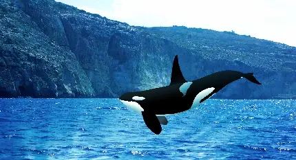 عکس استوک نهنگ قاتل در حال پرش با کیفیت بالا و رایگان
