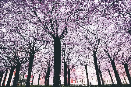 والپیپر دسکتاپ درخت های شگفت انگیز بهاری با شکوفه های بنفش و صورتی
