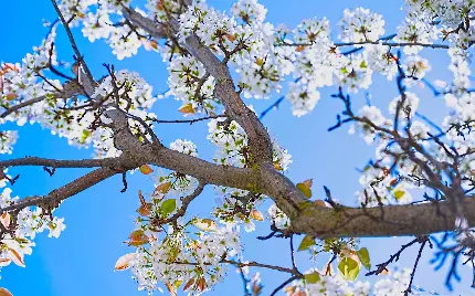 دانلود تصویر شکوفه های سفید روی شاخ و برگ های درخت گلابی