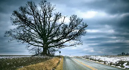 تصویر استوک درخت زندگی کنار جاده در زمستان برفی با آسمانی آبی